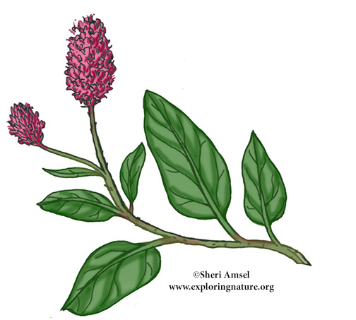 Smartweed (Water)