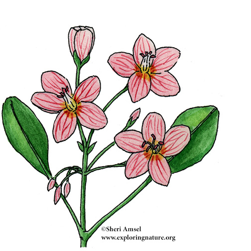 Spring beauty discount