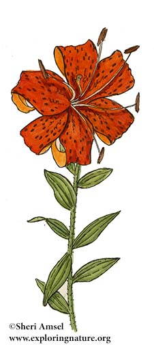 Tiger Lily