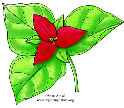 Trillium (Red)