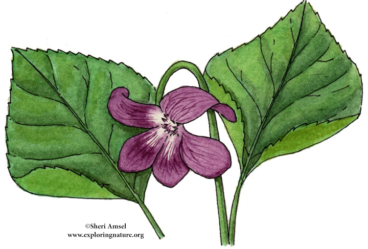 Blue Violet Common