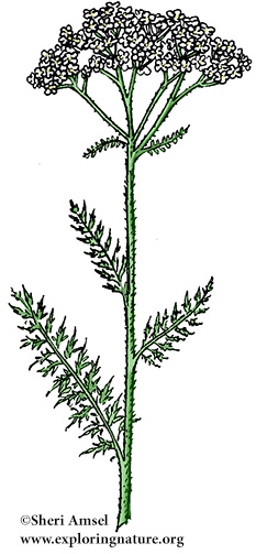 Yarrow