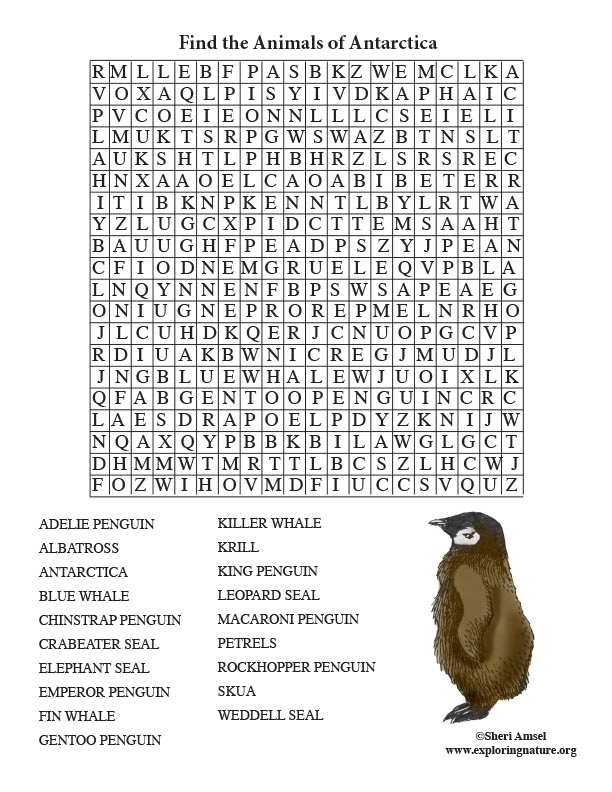 Antarctic Animal Word Search (Adult)