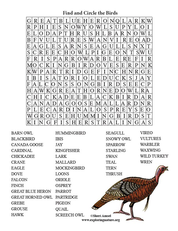 Найди слово птицы 5. Birds Wordsearch. Bird Word. Australian Birds Word search Puzzle. Some most and all Birds Word search.