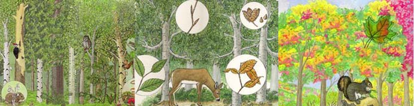 Forest Animals