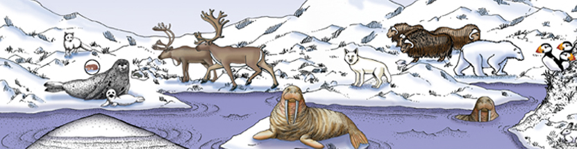 Animals of the Arctic