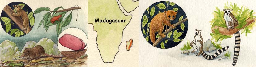 Animals of Madagascar