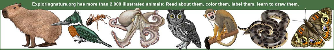 Exploringnature.org has more than 2,000 illustrated animals. Read about them, color them, label them, learn to draw them.
