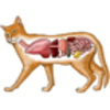 Animal Anatomy (Veterinary Diagrams)