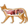 Animal Anatomy