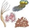Phylum - Cnidaria (Jellyfish, Anemones, Corals, Hydras) 
