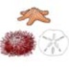 Phylum - Echinodermata (starfish, sea urchins, sand dollars, etc.)
