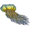 Class - Scyphozoa (Jellyfish)