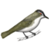 Vireo (Red-eyed)