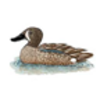 Duck (Blue-winged Teal)