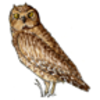 Owl (Short-eared)