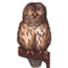 Owl (Barred)