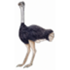 Ostrich