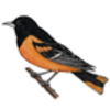 Oriole (Baltimore)