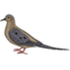 Mourning Dove