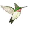 Hummingbird (Calliope)