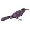 Grackle (Common)