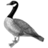 Goose (Canada)