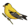 Goldfinch (American)