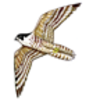 Falcon (Peregrine)