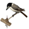 Butcherbird