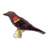 Blackbird (Red-winged)