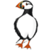 Puffin (Atlantic)