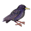 Starling