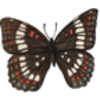 Butterfly (White Admiral)