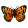 Butterfly (Pearl Crescent)
