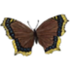 Butterfly (Mourning Cloak)