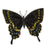 Butterfly (Black Swallowtail)