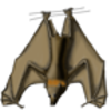 Flying Fox (Grey-headed), Megabat