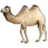 Camel (Bactrian)