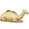 Camel (Dromedary)