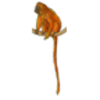Monkey (Golden Lion Tamarin)