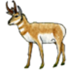 Antelope (Pronghorn)