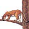 Mountain Lion (Panther, Puma, Cougar, Catamount)