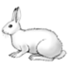 Hare (Snowshoe)
