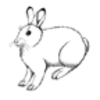 Hare (Arctic)