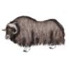 Musk Ox