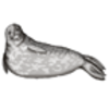 Seal (Weddell)