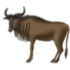 Wildebeest