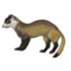 Ferret (Black-footed)