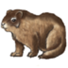 Marmot (Bobak)